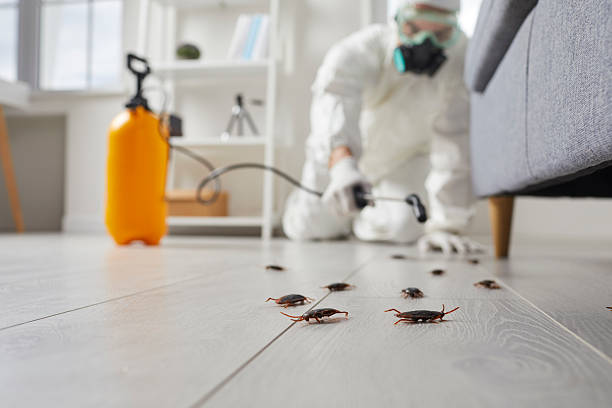 Post-Treatment Bed Bug Interceptor Monitoring in Durango